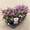 CELOSIA 14 CM WILD PINK  1X7